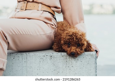 Redhead Dog Toy Poodle Sitting Outdoors With Woman