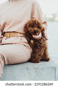 Redhead Dog Toy Poodle Sitting Outdoors With Woman