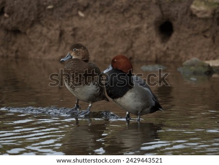 Redhead duck couple stand next to each other