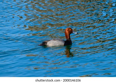 A Redhead Duck Swims On The St. Clair River, At Port Huron, Michigan.