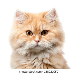 Redhead Hairy Cat Portrait