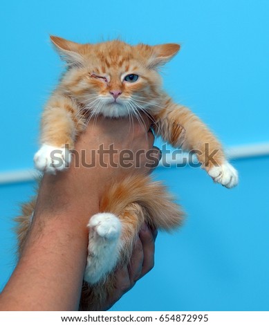Redhead kitten in hands on a blue background
