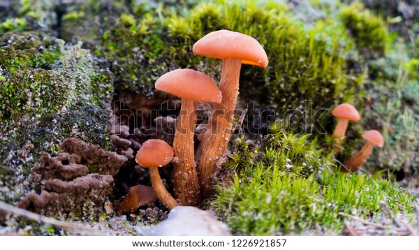 Redhead mushrooms lined up.  Mushroom\
family on moss. A group of small brown\
mushrooms