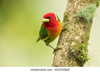 Red-headed barbet (Eubucco bourcierii) is a species of bird in the family Capitonidae, the New World barbets. It is found in Costa Rica, Panama, Venezuela, Colombia, Ecuador and Peru