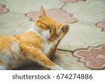 Red-headed cat
