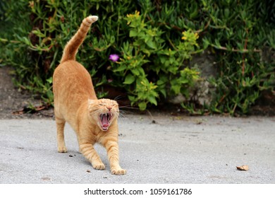 Red-headed  cat yawns, stretches and shows teeth - Powered by Shutterstock