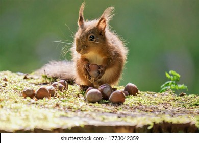 A Redheaded Cute Squirrel With Protruding Ears Collects Ripe Nuts