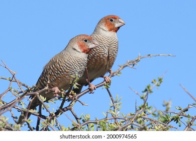 Red-headed Finch male and female perched on shrub at waterhole in the karoo, south africa