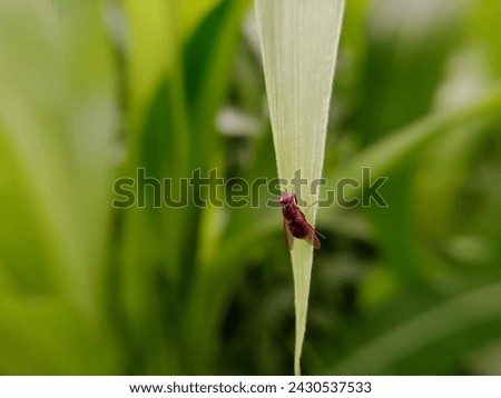 Red-headed flies fly over corn leaves. macro photo of flies.