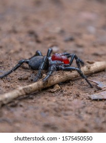 Red-headed Mouse Spider In South Australia