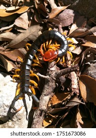 13 Texas Centipede Images Stock Photos Vectors Shutterstock 13 Texas Centipede Images Stock Photos Vectors Shutterstock