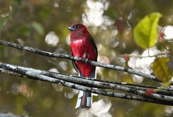 Red-headed Trogon Harpactes Erythrocephalus On A Branch