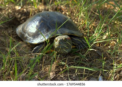 632 Red legs turtle Images, Stock Photos & Vectors | Shutterstock