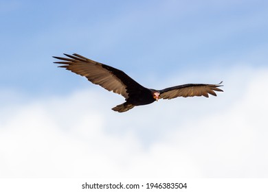 Red-headed Vulture Is A Bird Belonging To The Group Of New World Vultures.