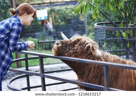 A redheaded woman is feeding with parsley a big Scottish red bull at the zoo