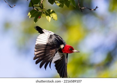 Red-headed Woodpecker Flying From Serviceberry Bush, Marion County, Illinois.