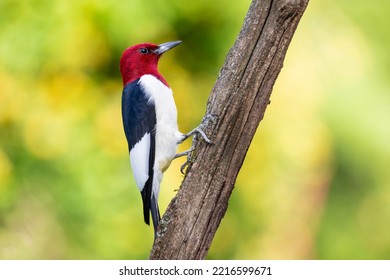 Red-headed woodpecker on dead tree, Marion County, Illinois. - Shutterstock ID 2216599671