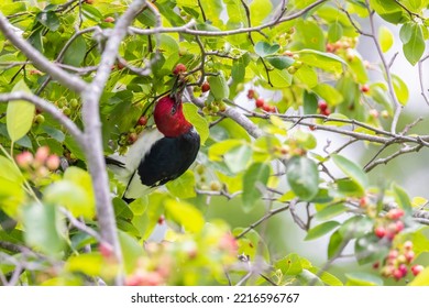 Red-headed Woodpecker In Serviceberry Bush, Marion County, Illinois.