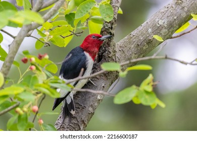 Red-headed Woodpecker In Serviceberry Bush, Marion County, Illinois.