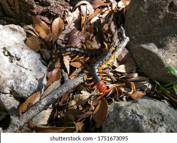 13 Texas Centipede Images Stock Photos Vectors Shutterstock 13 Texas Centipede Images Stock Photos Vectors Shutterstock