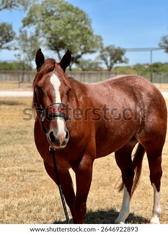 Redish posing for the camera 