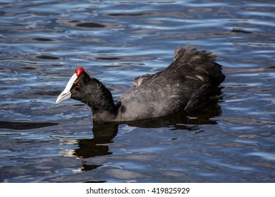 Red-knobbed coot