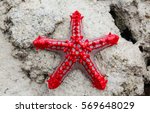 Red-knobbed Sea Star (Protoreaster lincki). Watamu, Kenya.