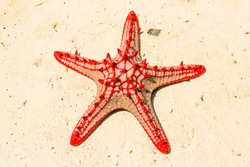 Red-knobbed Sea Star (Protoreaster Lincki). Watamu, Kenya.
