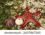 Red-knobbed starfish Protoreaster linckii on sandy beach with green seaweed. Close-up top view showcasing bright red spines and textured arms. Marine invertebrate, tropical coast habitat. Sea life