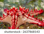 Red-knobbed starfish Protoreaster linckii on sandy beach with green seaweed. Close-up top view showcasing bright red spines and textured arms. Marine invertebrate, tropical coast habitat. Sea life
