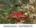 Red-knobbed starfish Protoreaster linckii on sandy beach with green seaweed. Close-up top view showcasing bright red spines and textured arms. Marine invertebrate, tropical coast habitat. Sea life