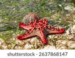 Red-knobbed starfish Protoreaster linckii on sandy beach with green seaweed. Close-up top view showcasing bright red spines and textured arms. Marine invertebrate, tropical coast habitat. Sea life