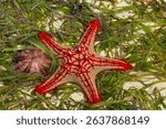 Red-knobbed starfish Protoreaster linckii on sandy beach with green seaweed. Close-up top view showcasing bright red spines and textured arms. Marine invertebrate, tropical coast habitat. Sea life