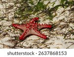 Red-knobbed starfish Protoreaster linckii on sandy beach with green seaweed. Close-up top view showcasing bright red spines and textured arms. Marine invertebrate, tropical coast habitat. Sea life