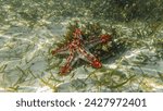 Red-knobbed starfish. Watamu, Kenya, Africa.