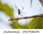 Red-legged golden orb-weaver spider, a species of Orb weavers. Also known as Red-legged nephila