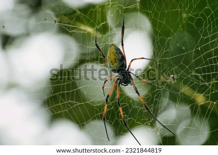 The red-legged golden orb-web spider waiting his victim in the web