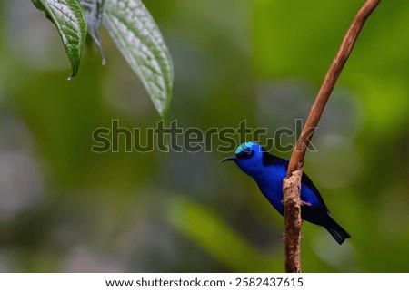 Red-legged honeycreeper (Cyanerpes cyaneus) adult male sitting on a twig with a green background.A tiny exotic blue bird on a green background.