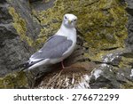 red-legged kittiwake is sitting on a nest on a rock and looking straight