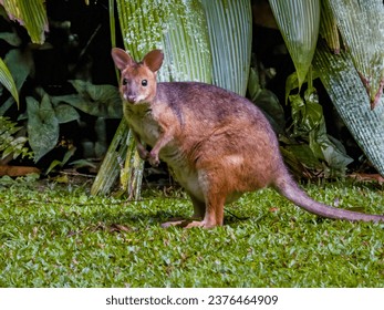 Red-legged Pademelon in Queensland Australia