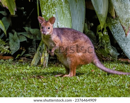 Red-legged Pademelon in Queensland Australia