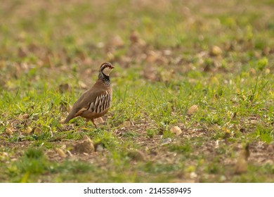 Red-legged Partridge (Alectoris Rufa) In A Field, Norfolk, UK.