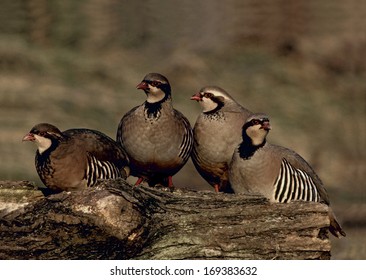 Red-legged Partridge, Alectoris Rufa, Group Birds On Log,   UK