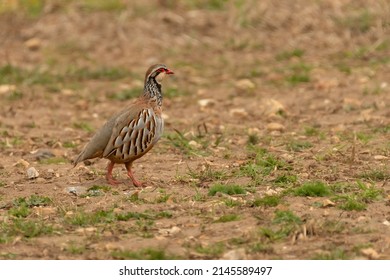 Red-legged Partridge (Alectoris Rufa), Norfolk, UK.