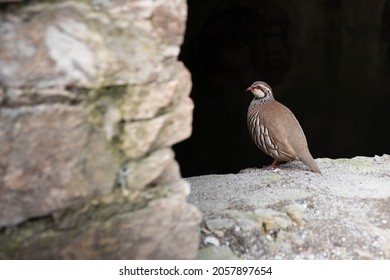 Red-legged Partridge, A Gamebird Of The Order Of Galliformes