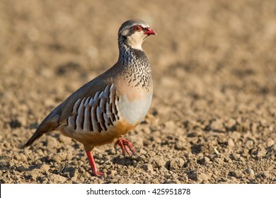 Red-legged Partridge In The Uk