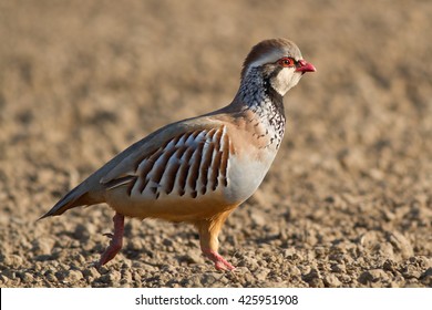 Red-legged Partridge In The Uk