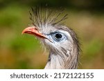 Red-legged seriema. Bird and birds. South american fauna. Wildlife and zoology. Nature and animal photography.