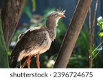 Red-legged Seriema bird (Cariama cristata)