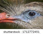 Red-legged seriema, Cariama cristata, very close up on the eye of the bird